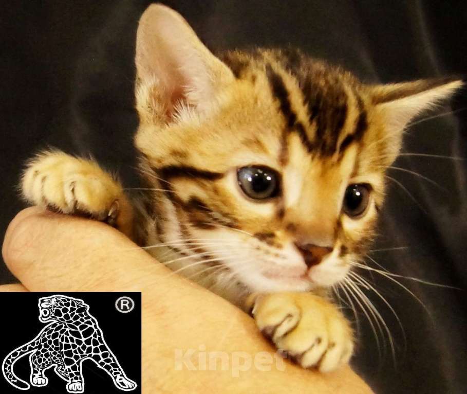 Кошки в Магадане: Бенгальский котенок Мальчик, Бесплатно - фото 10