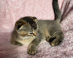 Кошки в Рыбинске: Шотландские котята Девочка, 15 000 руб. - фото 2