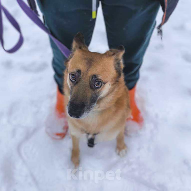 Собаки в Москве: Идеальная квартирная собака Мальчик, Бесплатно - фото 1
