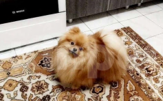 Собаки в Волгограде: Продою щеночков Разнополые, 23 000 руб. - фото 1