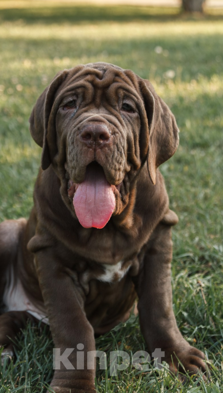 Собаки в Москве: Шикарные девчонки от прекрасной пары Девочка, 130 000 руб. - фото 2