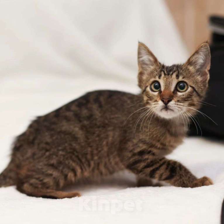 Кошки в Москве: Котенок Камышик Мальчик, Бесплатно - фото 3