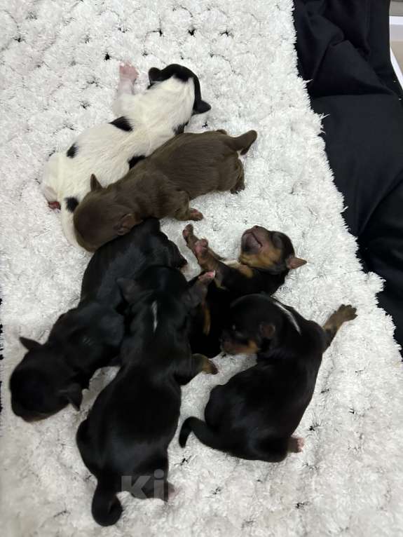 Собаки в Сарове: Щенки Мальчик, 45 000 руб. - фото 7