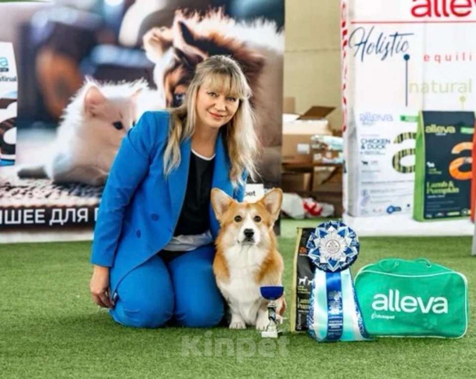 Собаки в Санкт-Петербурге: Вельш Корги Пемброк Мальчик, Бесплатно - фото 4