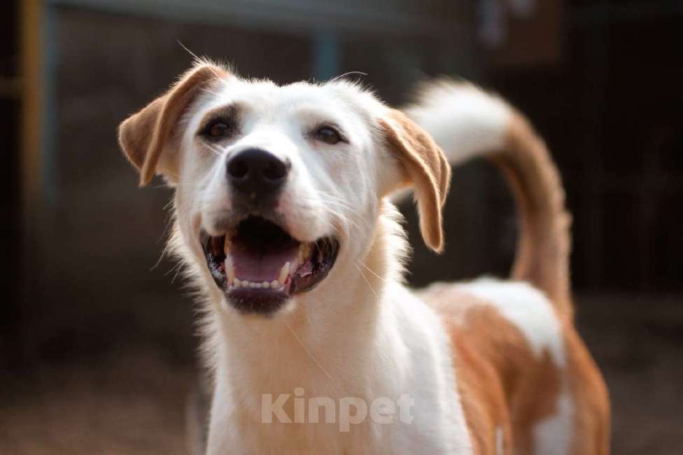 Собаки в Москве: Раакель Девочка, Бесплатно - фото 3