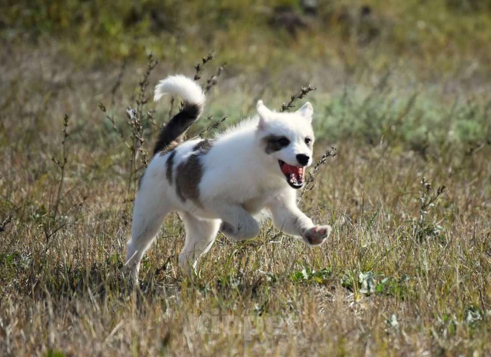 Собаки в Москве: Ненецкая оленегонная лайка. Сука Аврора. Девочка, 60 000 руб. - фото 9
