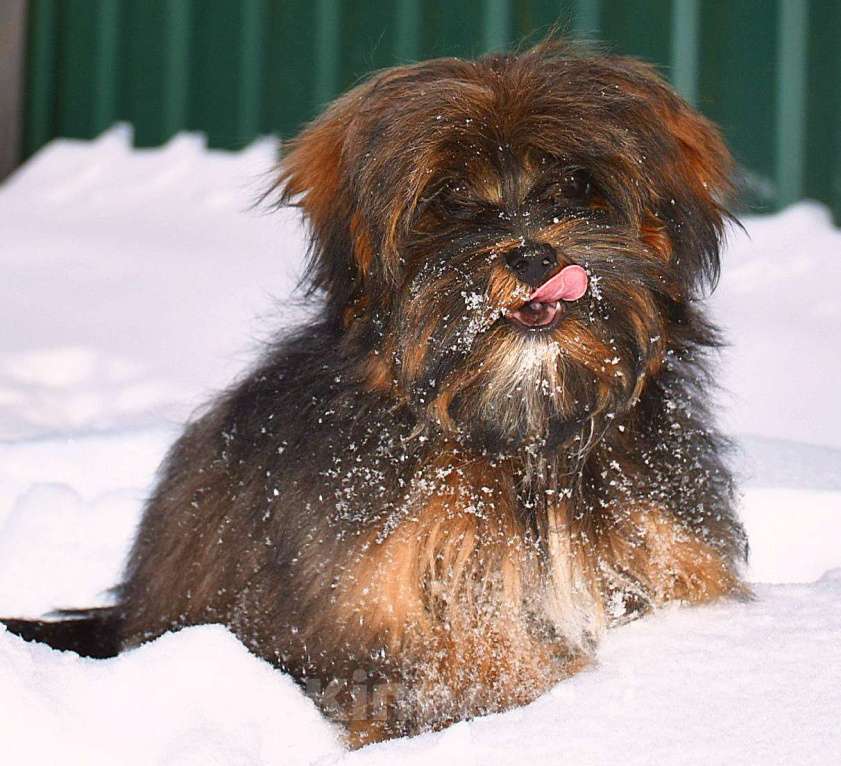Собаки в Москве: Мальтипу мальчик редкого окраса Мальчик, 50 000 руб. - фото 2