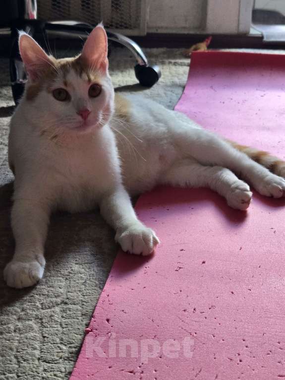 Кошки в Москве: Котик в добрые руки Мальчик, Бесплатно - фото 4