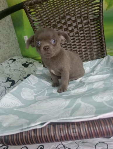 Собаки в Узловой: Продам в хорошие руки чихуахуа Девочка, 50 000 руб. - фото 2