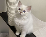 Кошки в Москве: Абиба бирманский котенок девочка Девочка, Бесплатно - фото 2
