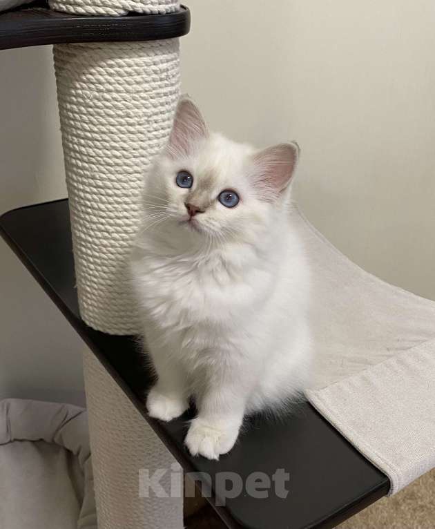 Кошки в Москве: Абиба бирманский котенок девочка Девочка, Бесплатно - фото 2