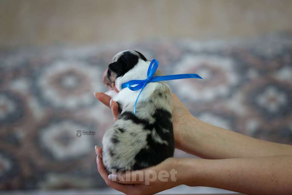 Собаки в Москве: Австралийская овчарка, щенок аусси Мальчик, Бесплатно - фото 1