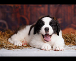 Собаки в Тосно: Щенки сенбернара Девочка, Бесплатно - фото 1