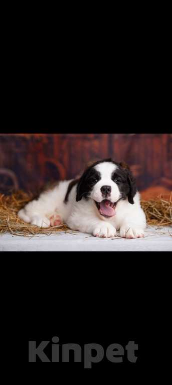 Собаки в Тосно: Щенки сенбернара Девочка, Бесплатно - фото 1