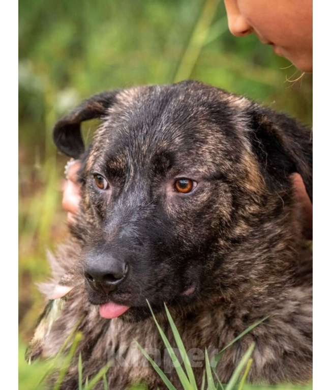 Собаки в других городах Владимирской области: Красивый и добрый пес (собака) в добрые руки бесплатно Мальчик, Бесплатно - фото 4