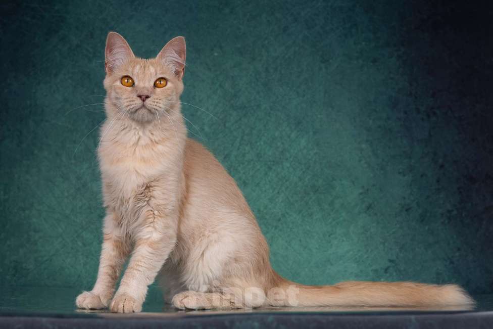 Кошки в Москве: Невероятно ласковая пушистая рыжая кошка Абигэль в дар Девочка, 1 руб. - фото 3