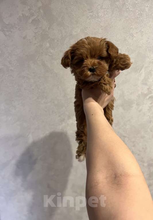 Собаки в Гатчине: Мальтипу f1 Мальчик, 80 000 руб. - фото 1