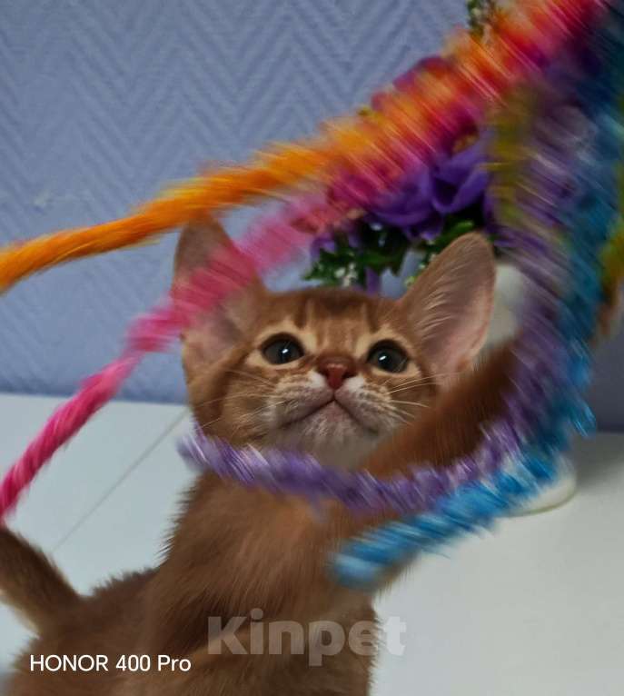 Кошки в Москве: Абиссинские котята  Девочка, 45 000 руб. - фото 3