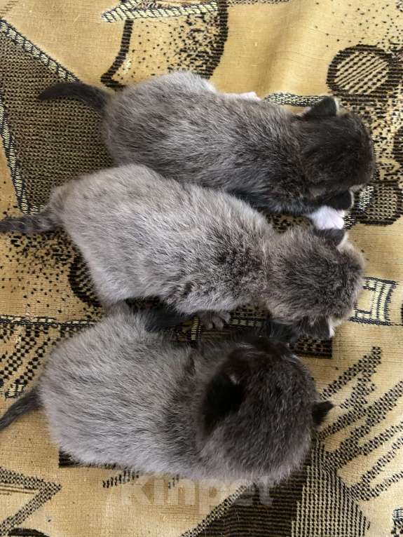 Кошки в Москве: Котята крохи Мальчик, Бесплатно - фото 5