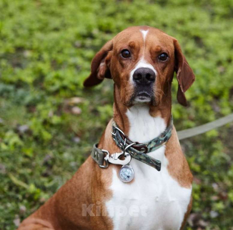 Собаки в Москве: Красавчик Бруно в дар Мальчик, Бесплатно - фото 1