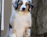 Собаки в Зеленограде: Миниатюрная Американская овчарка  Мальчик, 100 000 руб. - фото 4