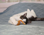 Кошки в Москве: 3 мес ласковый котенок Тишка в добрые руки Мальчик, Бесплатно - фото 5