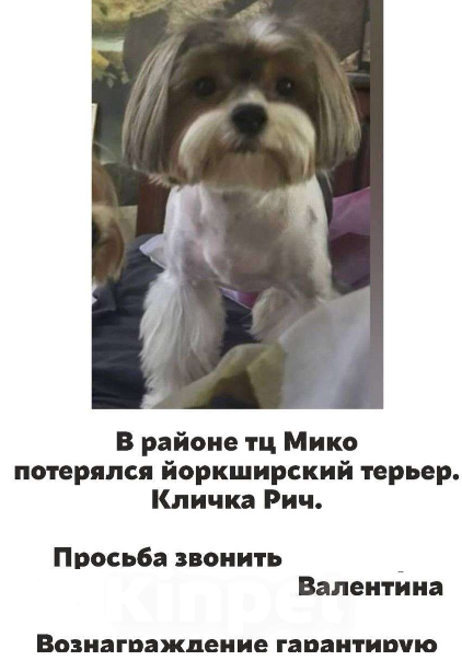 Собаки в Самаре: Потерялась собака Мальчик, 30 000 руб. - фото 1