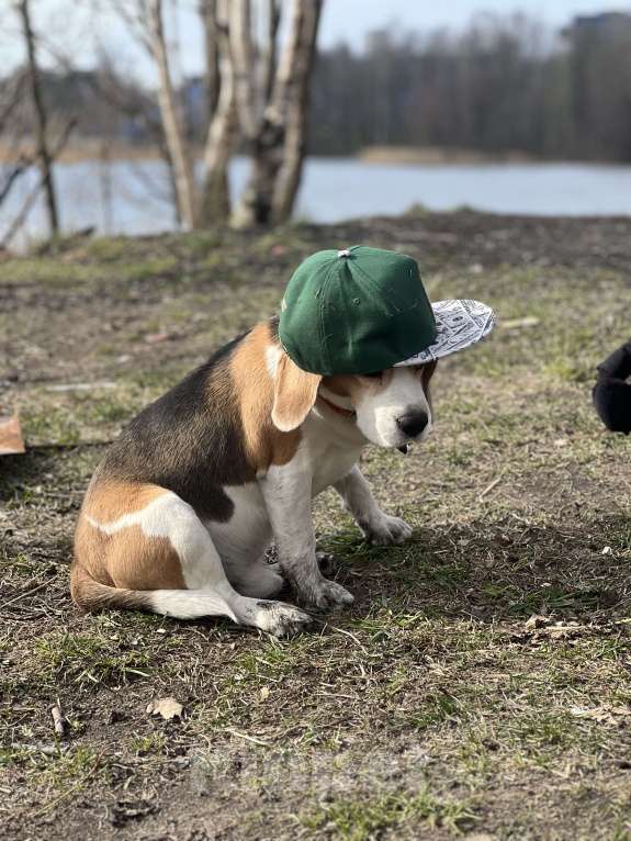 Собаки в Санкт-Петербурге: Найден Бигль мальчик, Амон Ра Мальчик, Бесплатно - фото 1