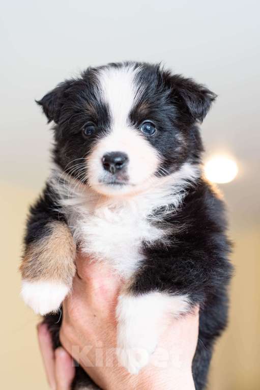 Собаки в Красноярске: Щенки миниаусси Разнополые, 100 руб. - фото 6