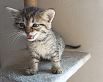 Кошки в Краснодаре: Котята Девочка, Бесплатно - фото 5