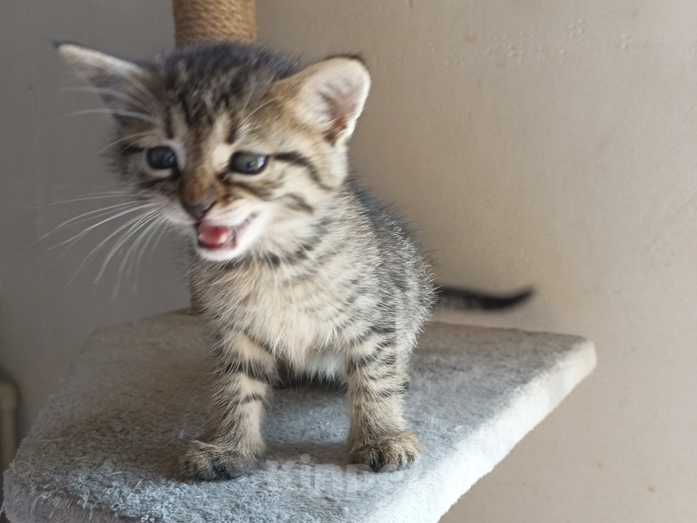 Кошки в Краснодаре: Котята Девочка, Бесплатно - фото 5