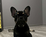 Собаки в Перми: Французский бульдог щенок Девочка, 60 000 руб. - фото 1