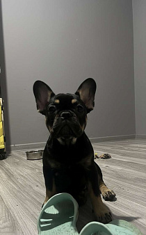 Французский бульдог щенок