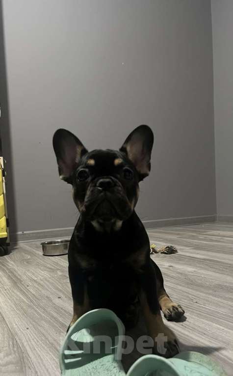 Собаки в Перми: Французский бульдог щенок Девочка, 60 000 руб. - фото 1