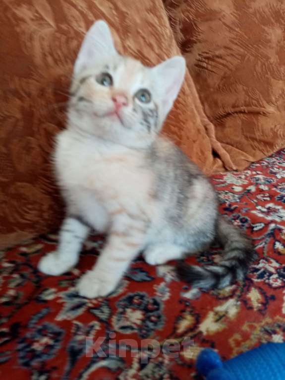 Кошки в Волгограде: Две кошечки ищут дом Девочка, Бесплатно - фото 5