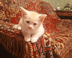 Кошки в Краснодаре: Чудный котёнок добрым людям в добрые руки Мальчик, Бесплатно - фото 7