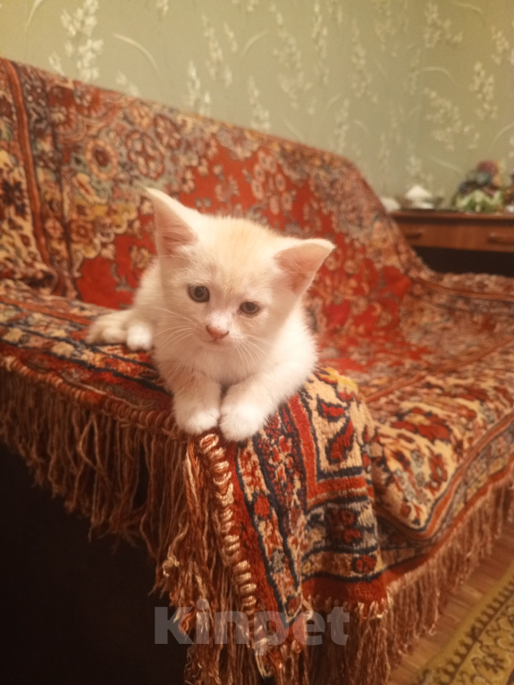 Кошки в Краснодаре: Чудный котёнок добрым людям в добрые руки Мальчик, Бесплатно - фото 7