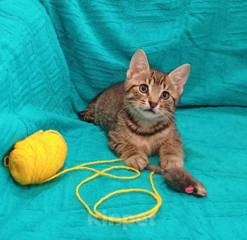 Кошки в Санкт-Петербурге: Маленькие красивые котята ищут дом Мальчик, Бесплатно - фото 9