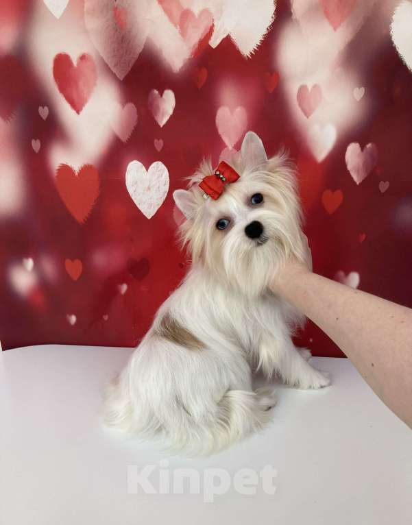 Собаки в Москве: Белый йорк девочка голубоглазая Девочка, 120 000 руб. - фото 10