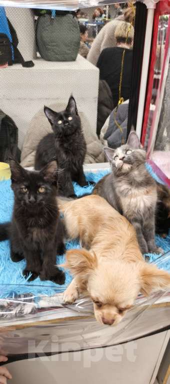 Кошки в других городах Московской области: Мейн-кун Полидакт Девочка, 55 000 руб. - фото 3