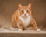Кошки в Клине: Базилио — ласковый и скромный котик Мальчик, Бесплатно - фото 8