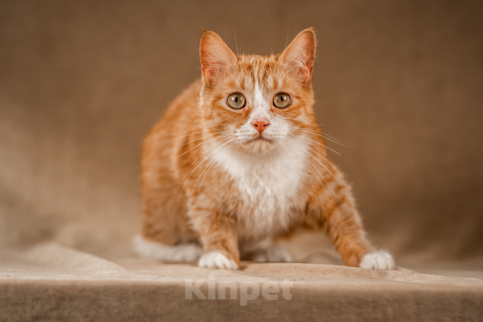 Кошки в Клине: Базилио — ласковый и скромный котик Мальчик, Бесплатно - фото 8