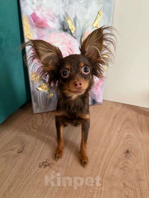 Собаки в других городах Московской области: Девочка той терьер  Девочка, 30 000 руб. - фото 4