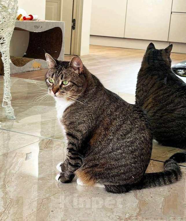 Кошки в Москве: Красотулька Саша ищет дом Девочка, 10 руб. - фото 4