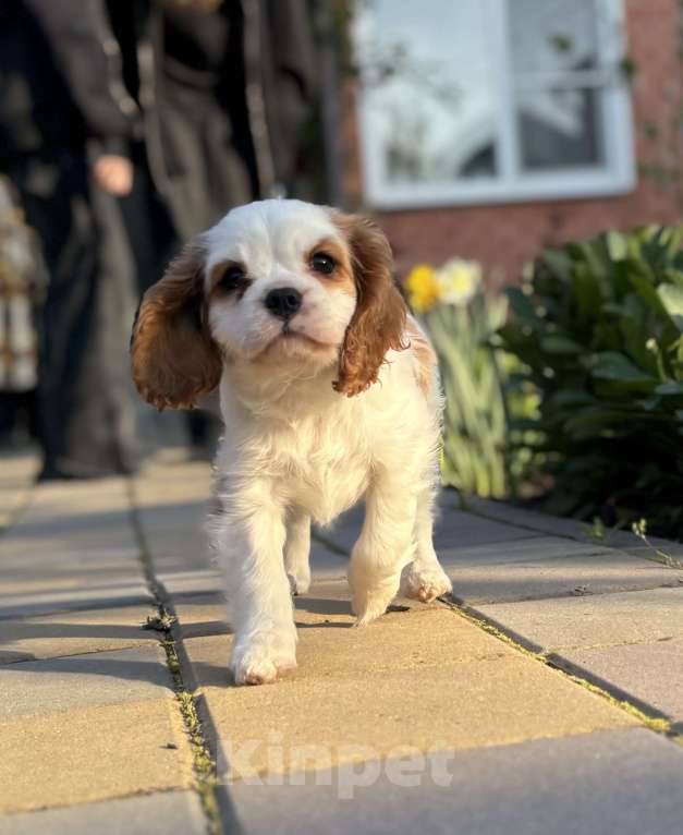 Собаки в Армавире: Кавалер Кинг Чарльз спаниель Девочка, 70 000 руб. - фото 2