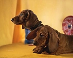 Собаки в Мурманске: такса стандартная гладкошерстная Девочка, 40 000 руб. - фото 3