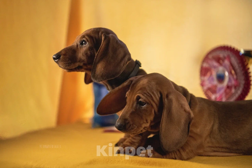 Собаки в Мурманске: такса стандартная гладкошерстная Девочка, 40 000 руб. - фото 3