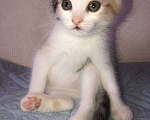 Кошки в Чехове: Отдаём котят в добрые руки , Бесплатно - фото 6