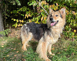 Собаки в Клине: Луша - красавица на коротких лапках Девочка, Бесплатно - фото 4