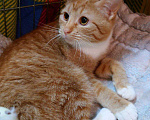 Кошки в Санкт-Петербурге: Рыжий котенок-мальчик в добрые руки Мальчик, Бесплатно - фото 6